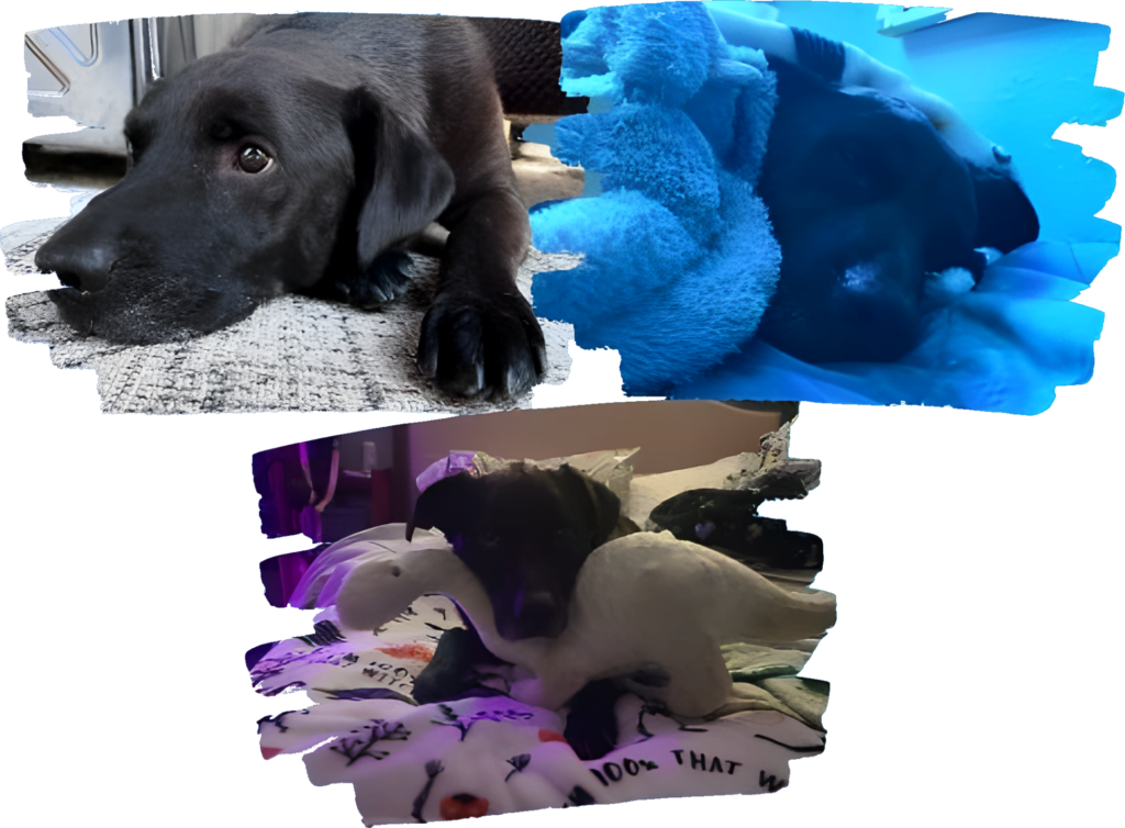 Biglier Upscayl 4x Realesrgan X4plus